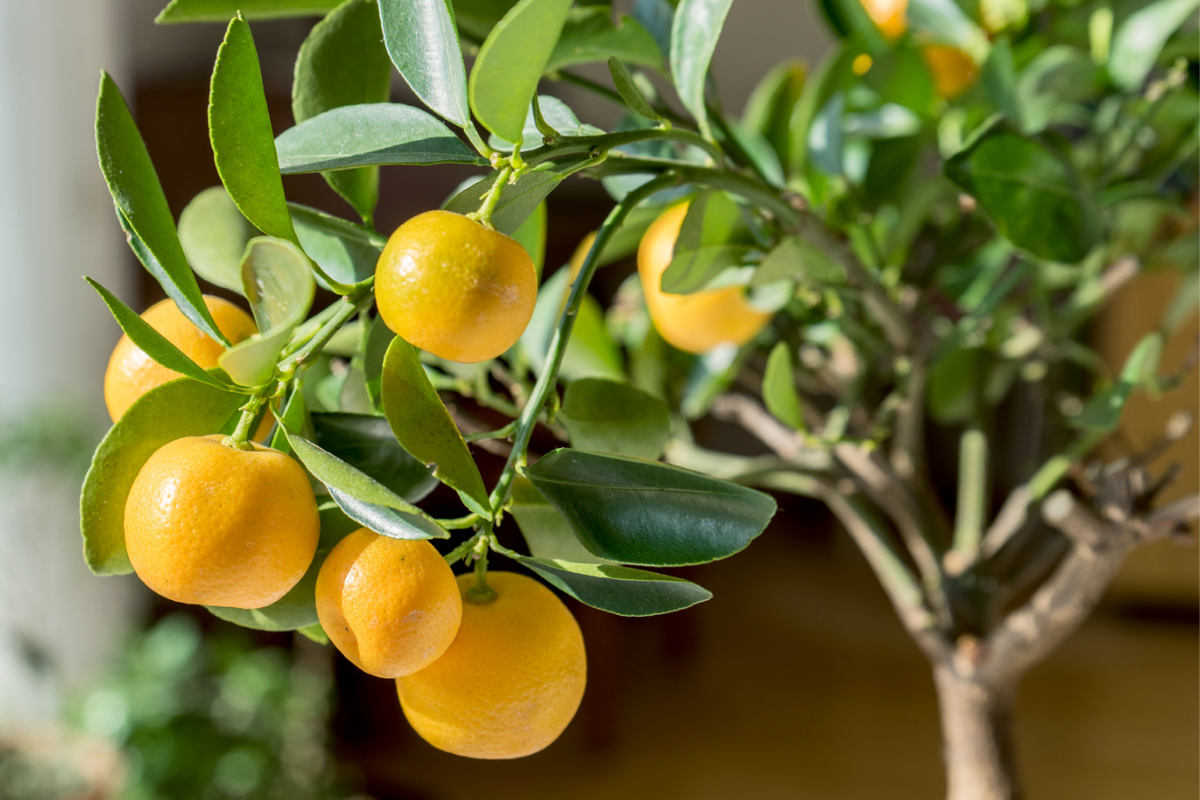 Citrus